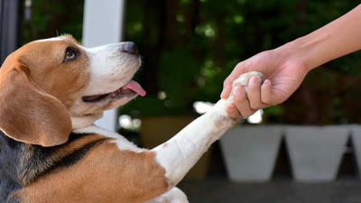 5 Simple Tricks to Teach Your Dog in Just One Week