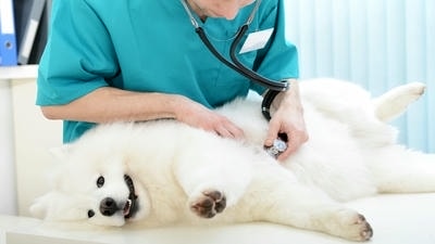 Caring for Pregnant Pets: What to Expect and How to Provide Support