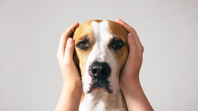Desensitizing Your Dog to Loud Noises: Techniques for a Calm Canine