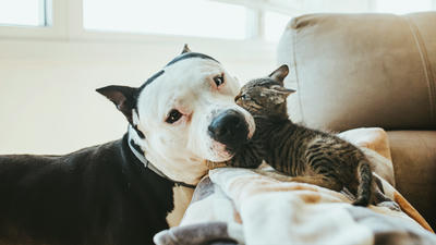 Managing Multi-Pet Households: Keeping the Peace at Home