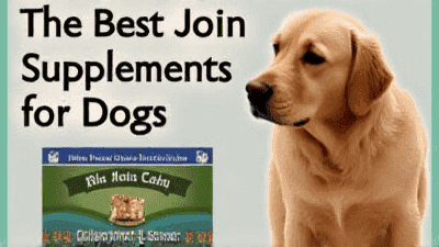 The Best Joint Supplements for Dogs: Do They Really Work