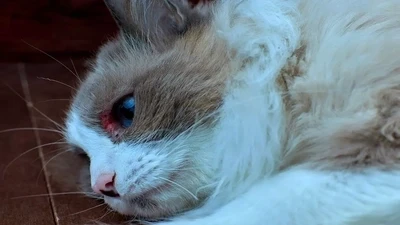 Understanding Pet Allergies: Common Triggers and How to Alleviate Symptoms